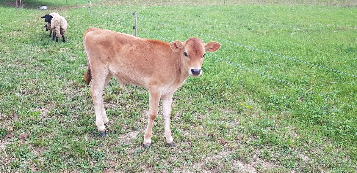 Predám 3,5 mesačnú jalovičku 100% Jersey - 2