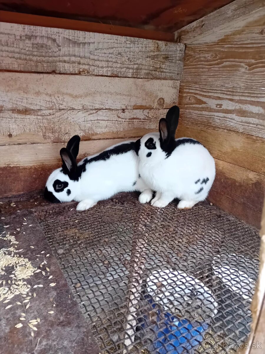 Česky strakáč samce - 2