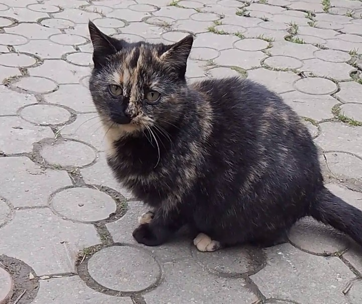 4 mesačné mačiatka - 2