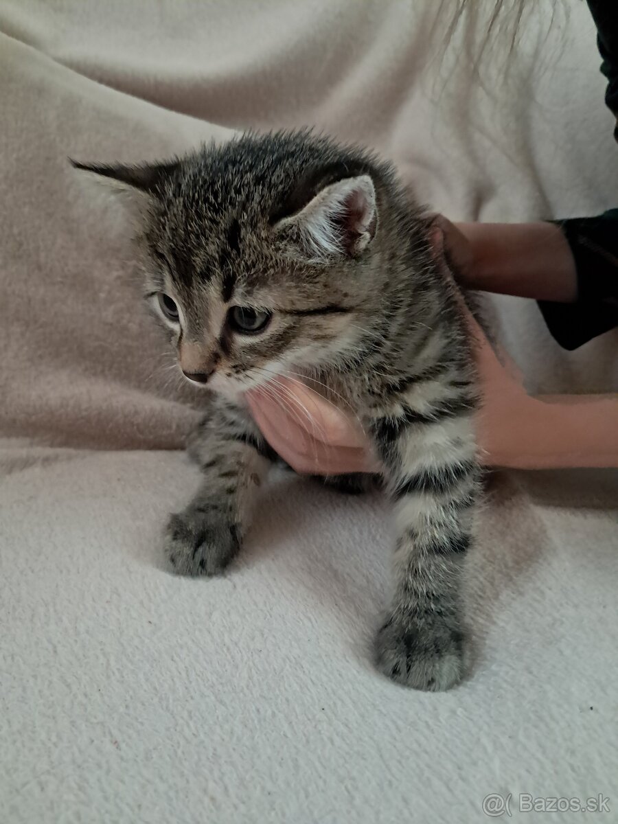Mačiatka - 2