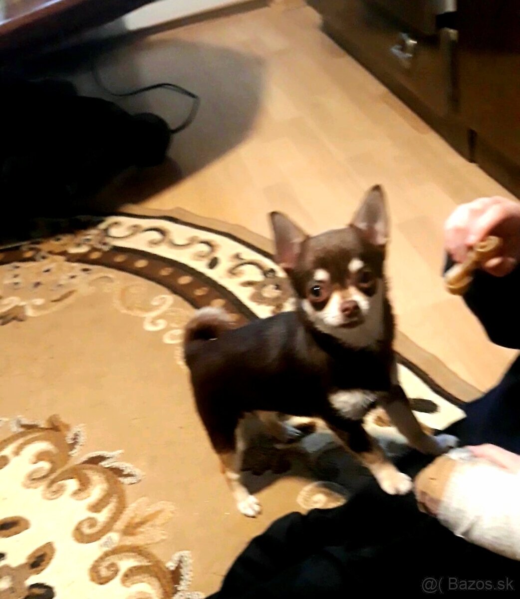 Čivava krátkosrstá – čoko fenka - 2