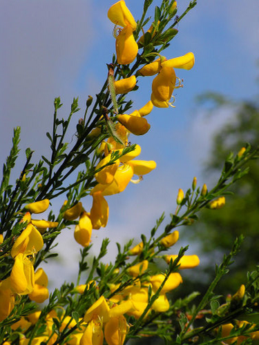 Prútnatec metlovitý - 2