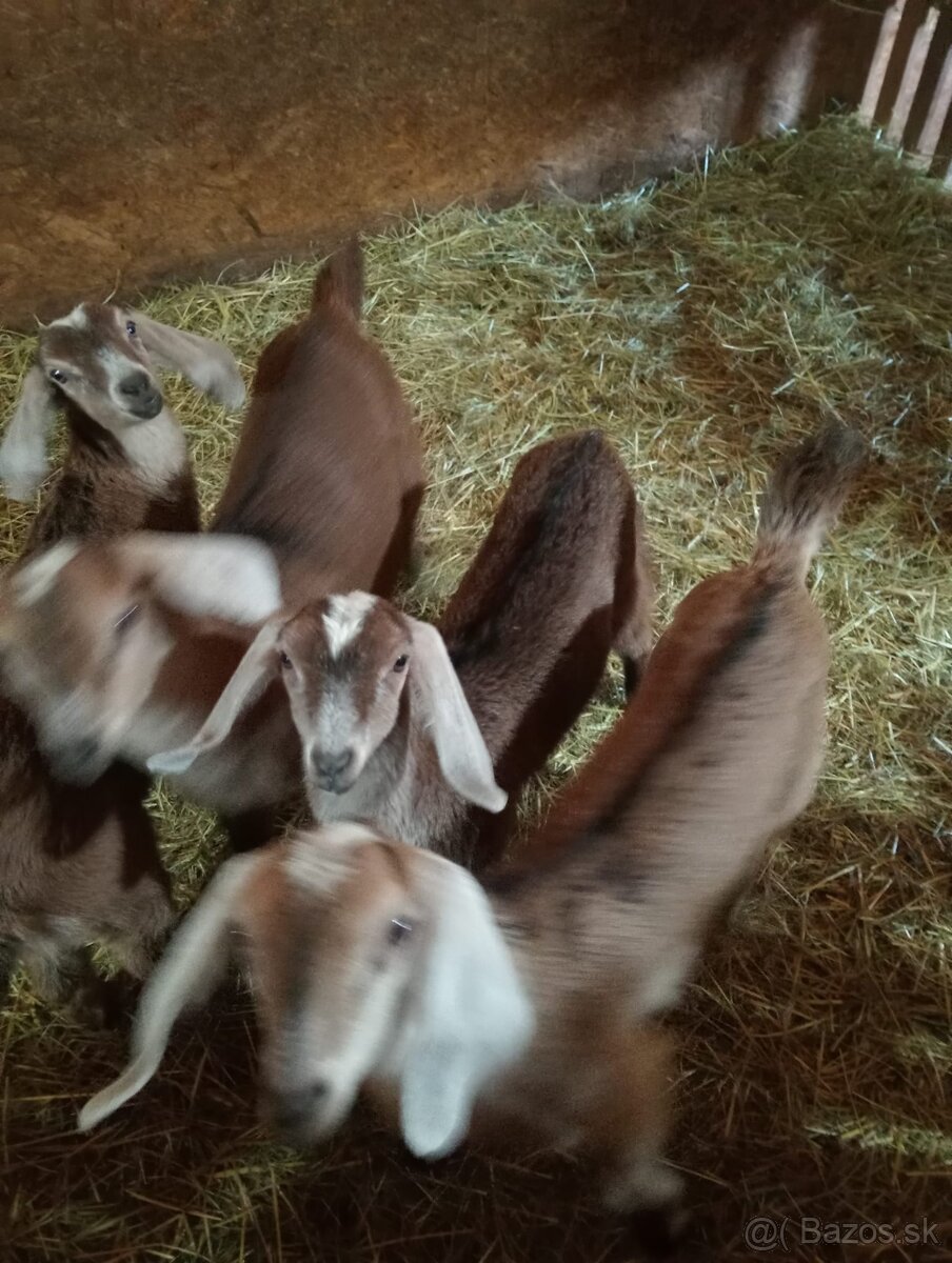 Predám kozliatka - 2