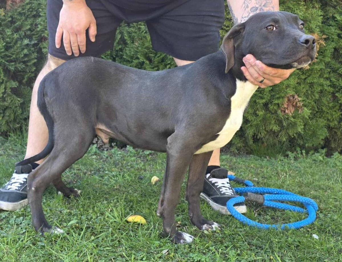 American Bully xl - 2