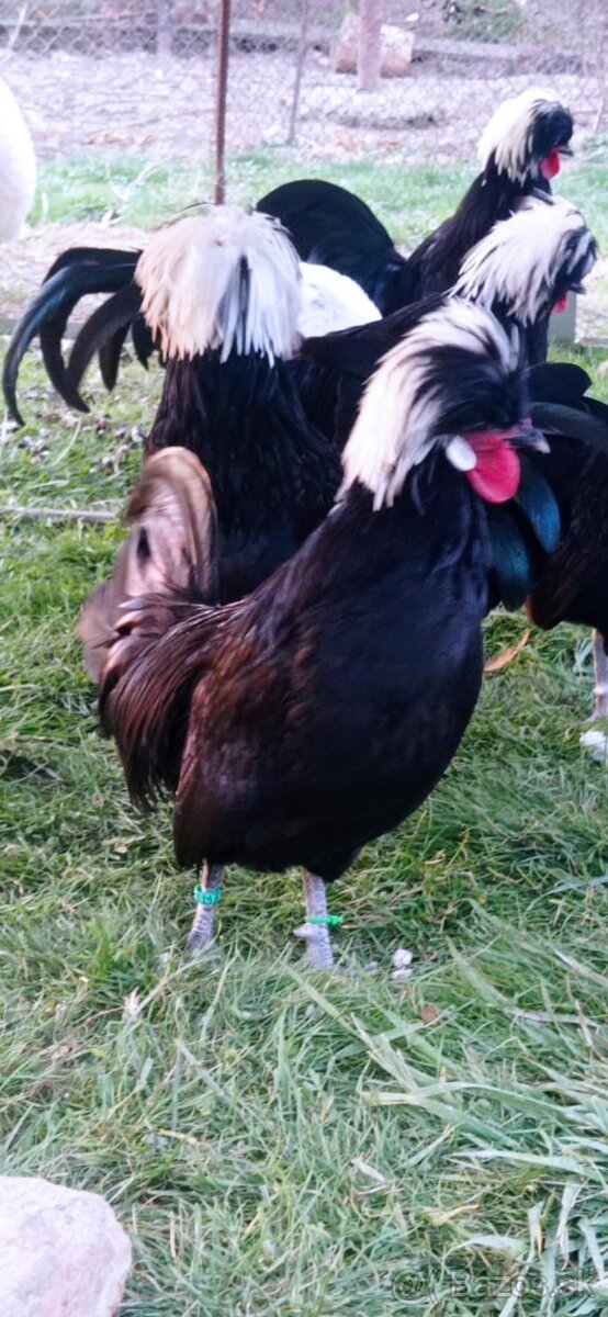 Zdrobnené holanďanky - 2