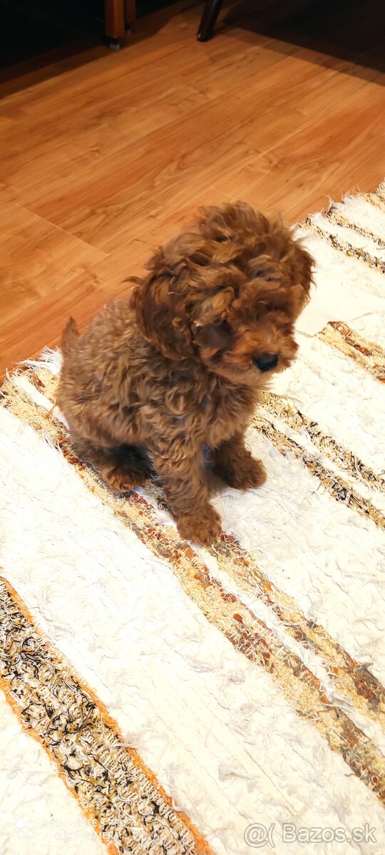 Pudel Trpaslíči - 2