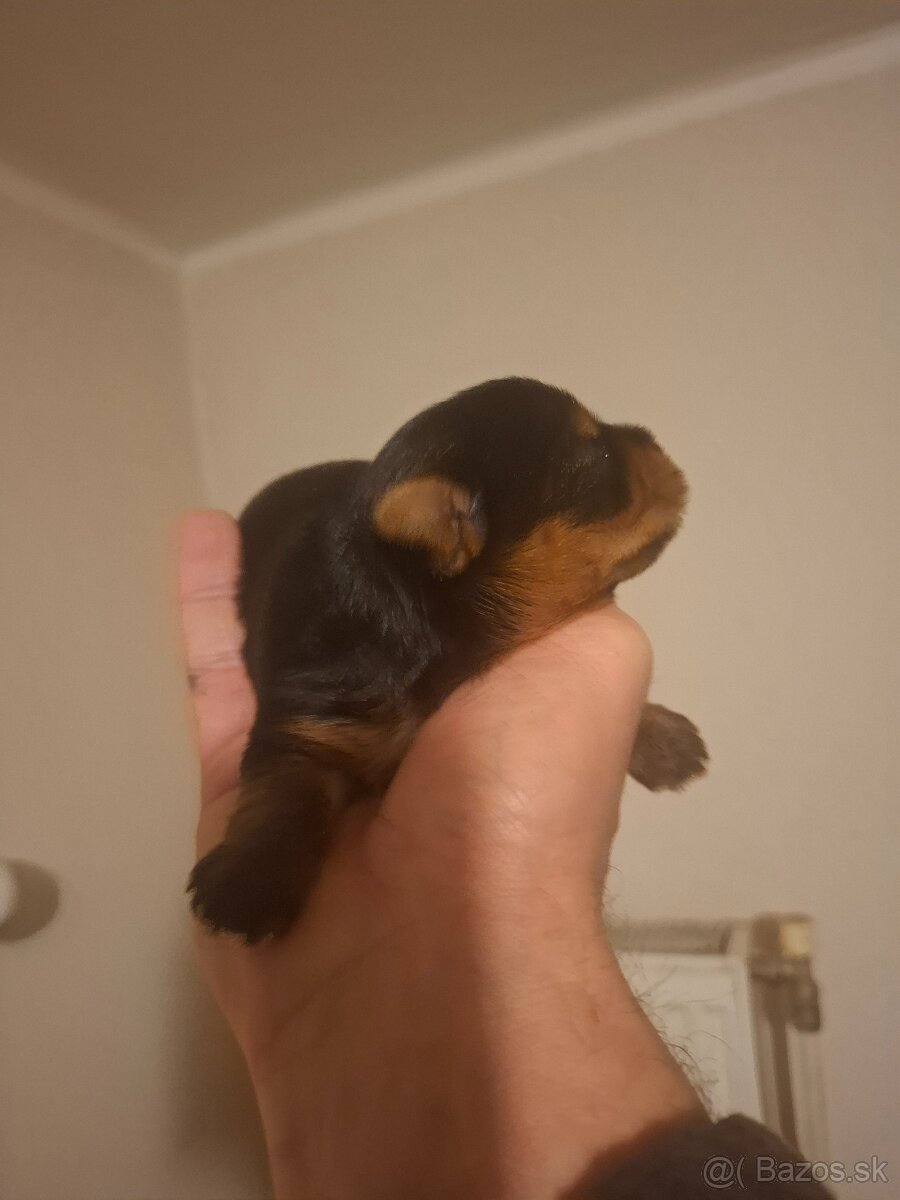 Yorsir teriér mini - 2