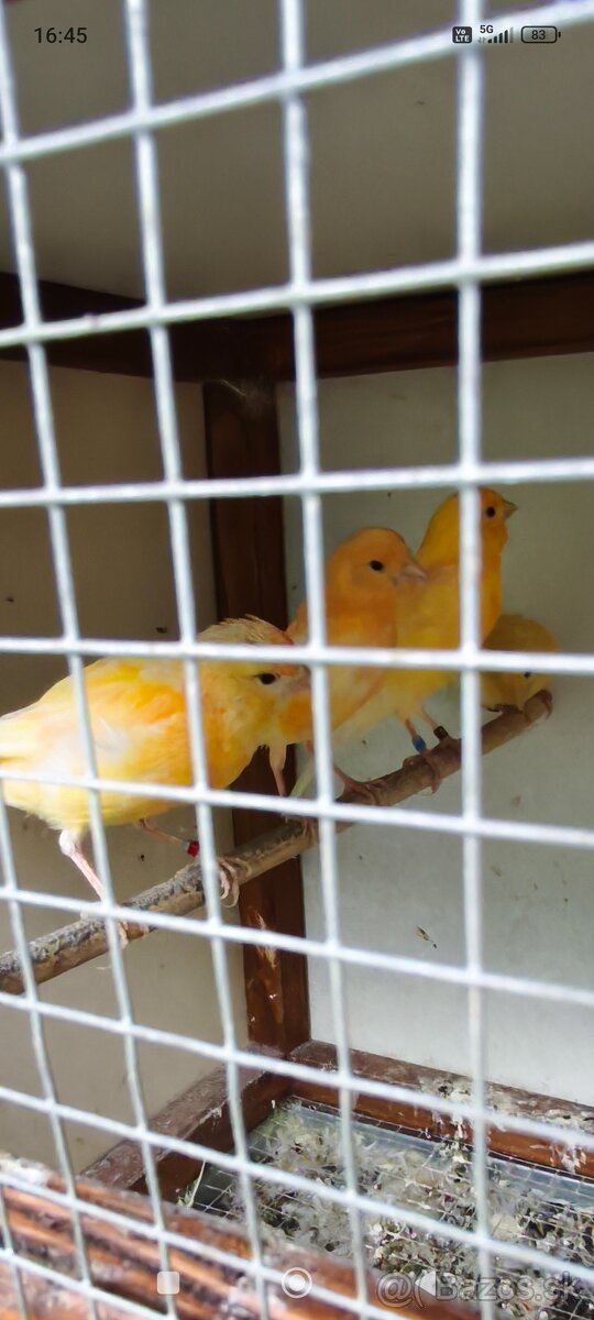 Predám kanáriky - 2