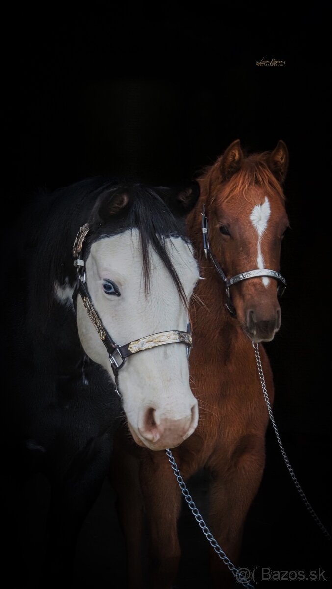 APH SORREL ŽREBČEK NA PREDAJ - 2