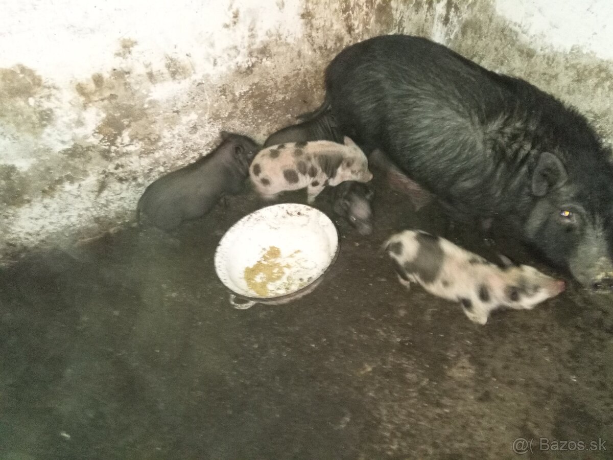 Predám vietnamské prasiatka - 2