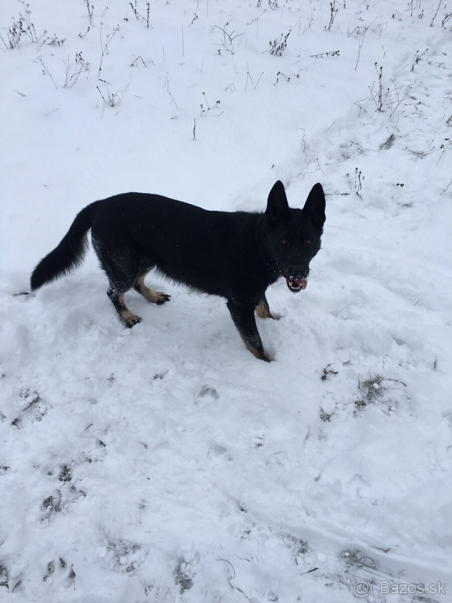 Nemecký ovčiak - 2