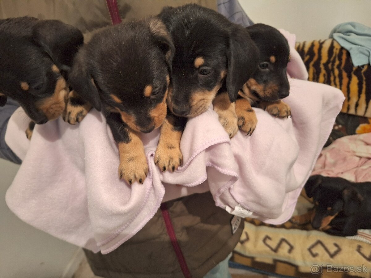 jazvečík hladkosrstý - 2