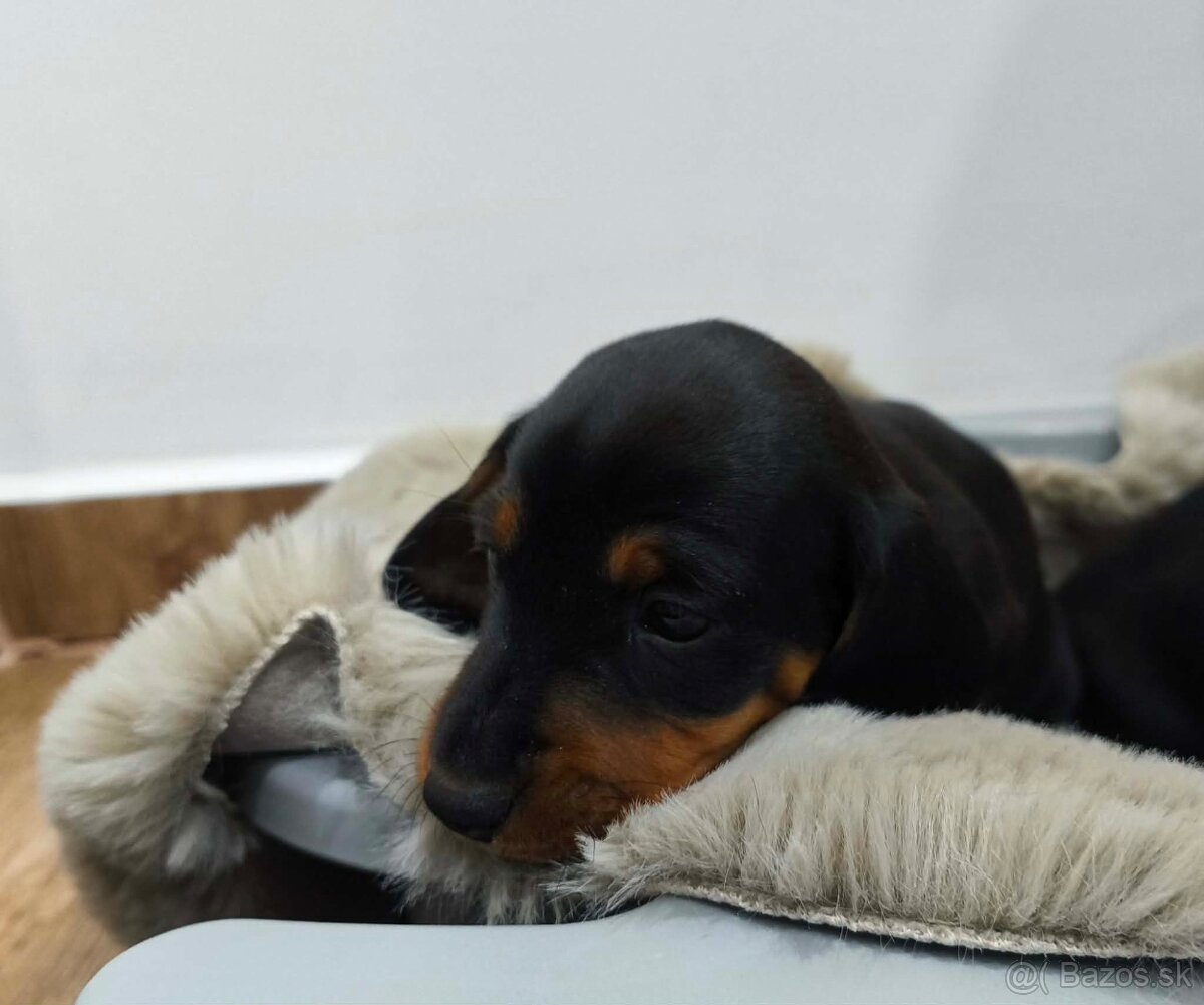 Jazvečík trpasličí - 2