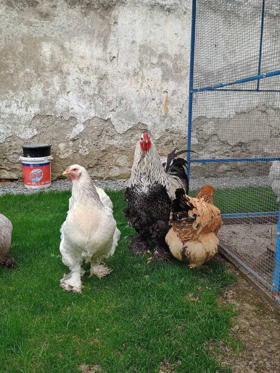 Predám nasadbove vajcia brahmanky - 2