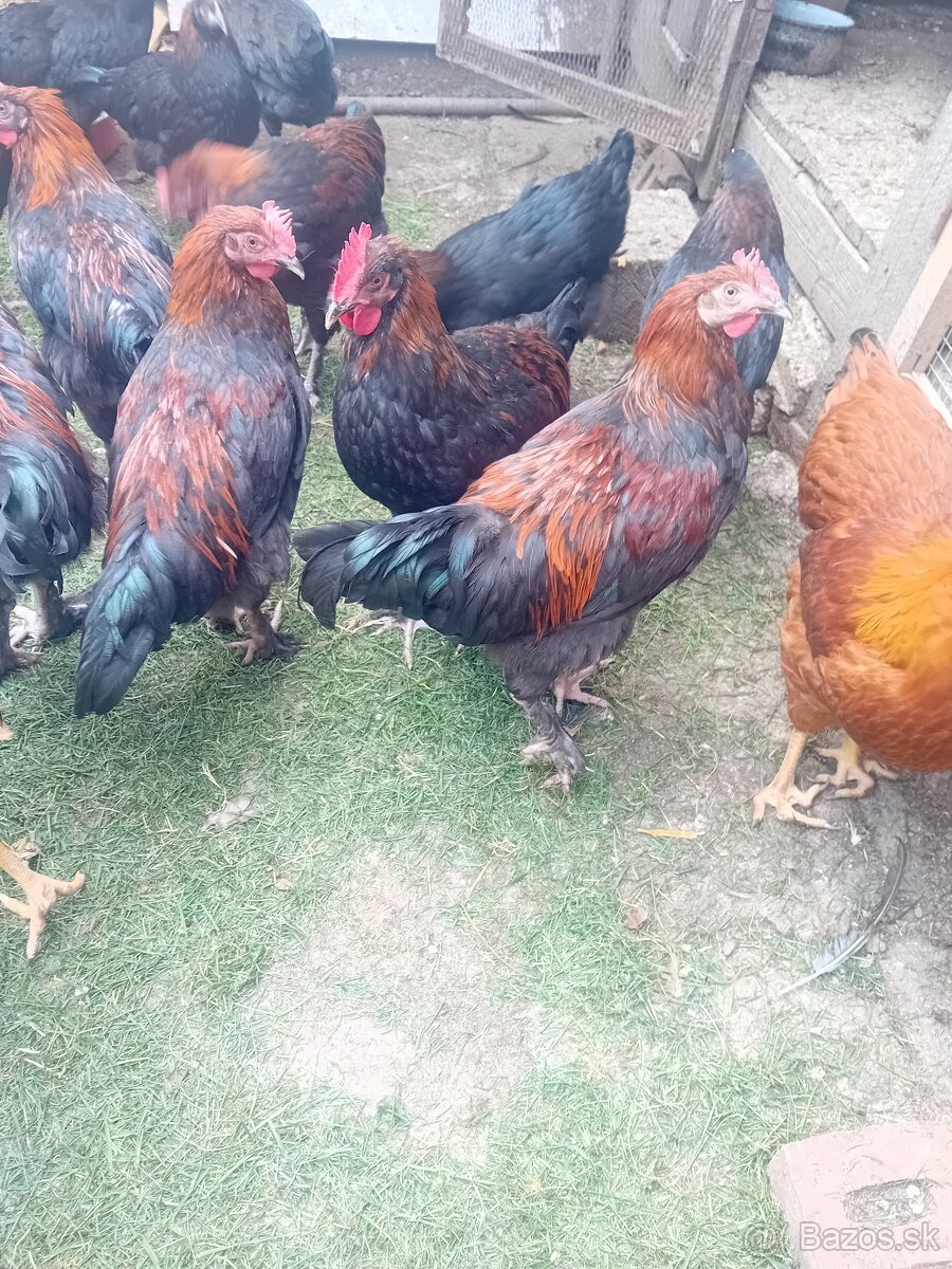 Kohúty - 2