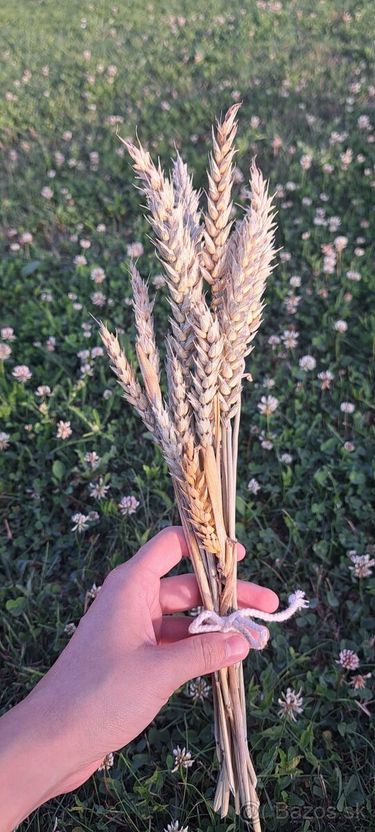 Sušené klasy pšenice 🌾 - 2