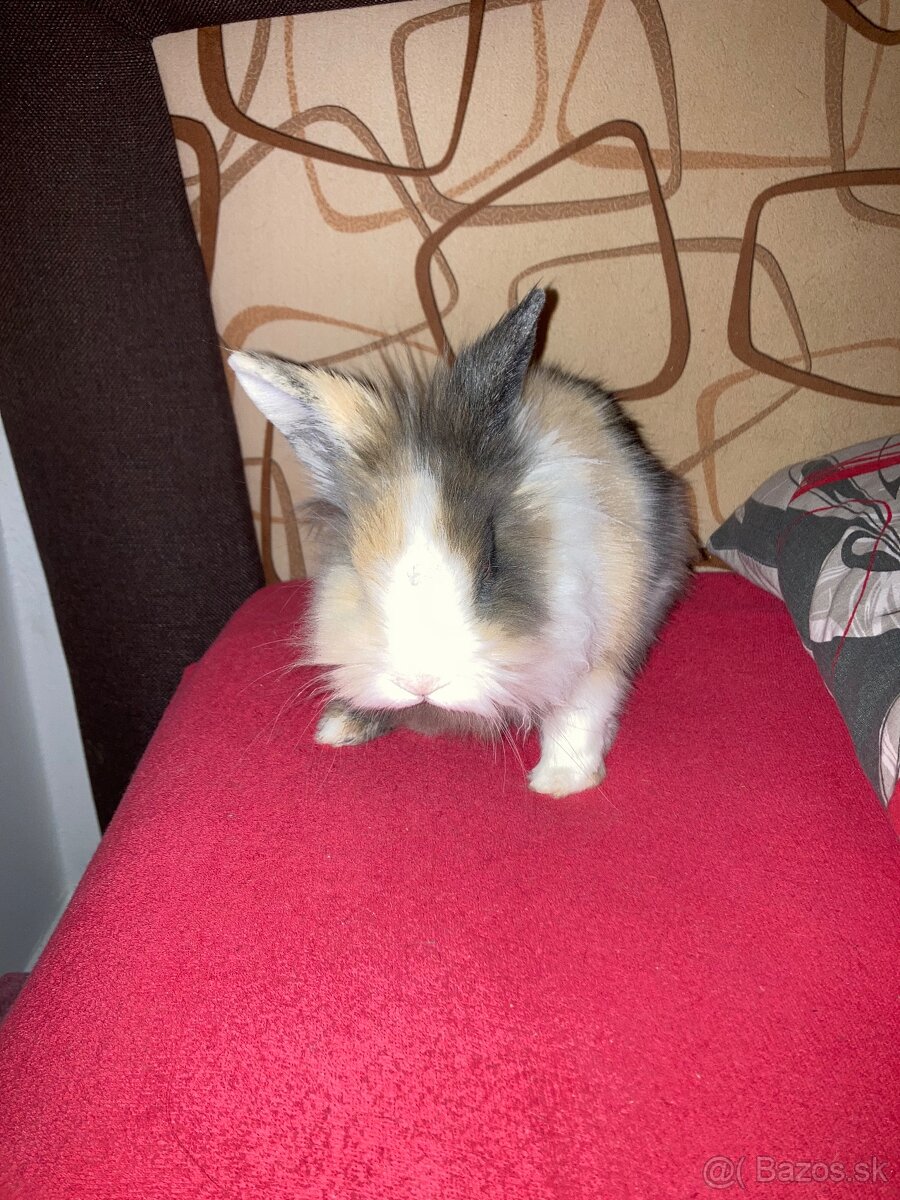 Zakrslý zajac/králik - 2