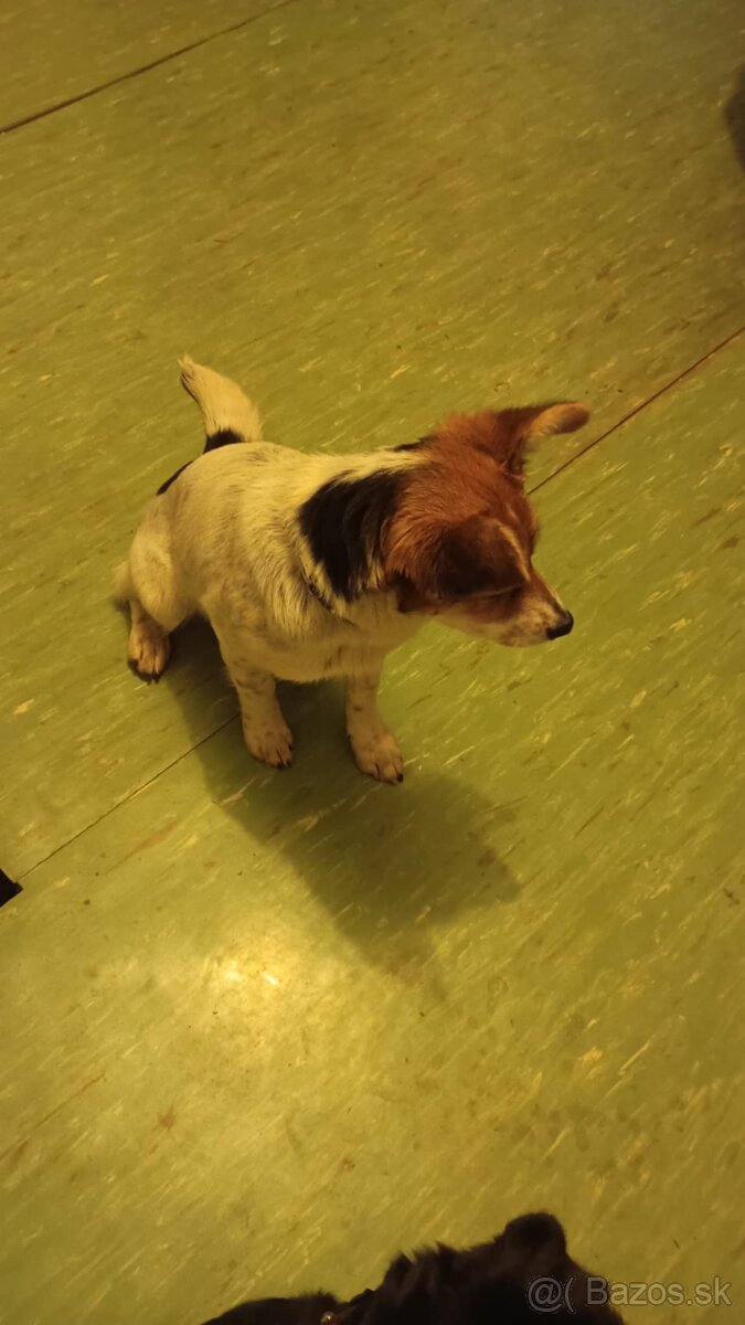 Šteniatko, kríženec - 2