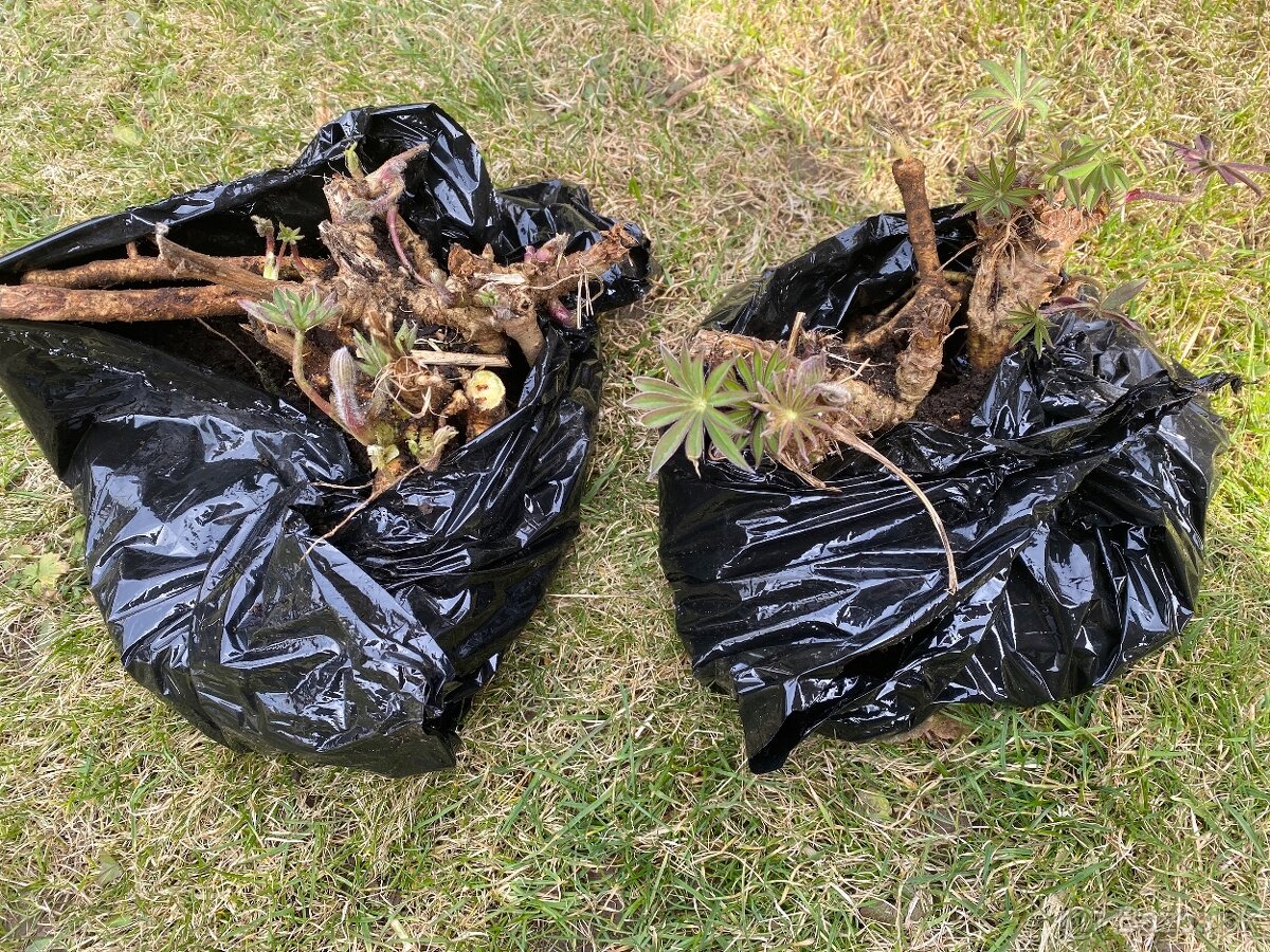 Lupina ružová sadenice - 2