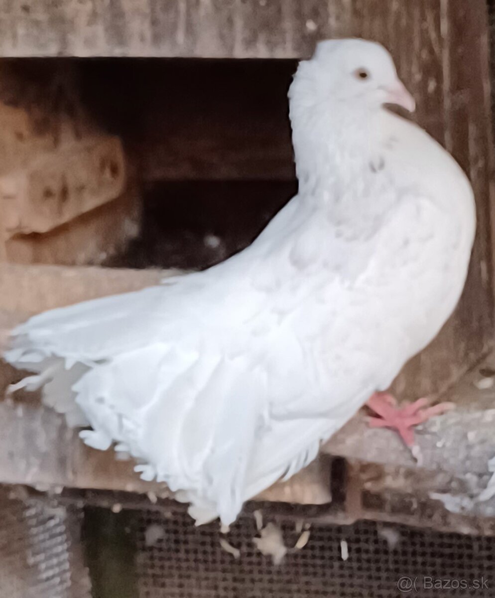 Predám samca holuba anglického pávika: - 2
