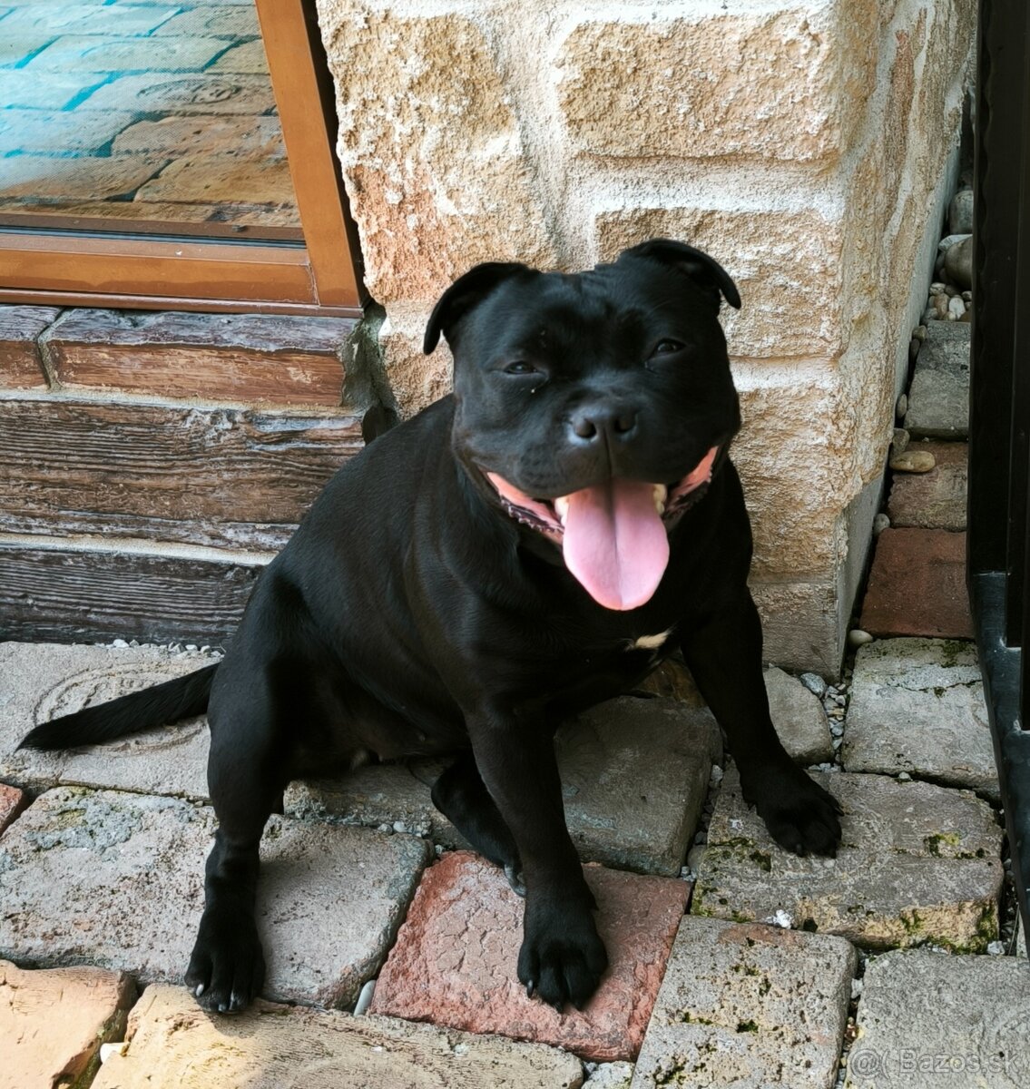 Stafordšírsky bulteriér - 2