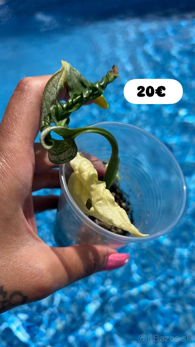 Monstera Adansoni Albo Variegata - 2