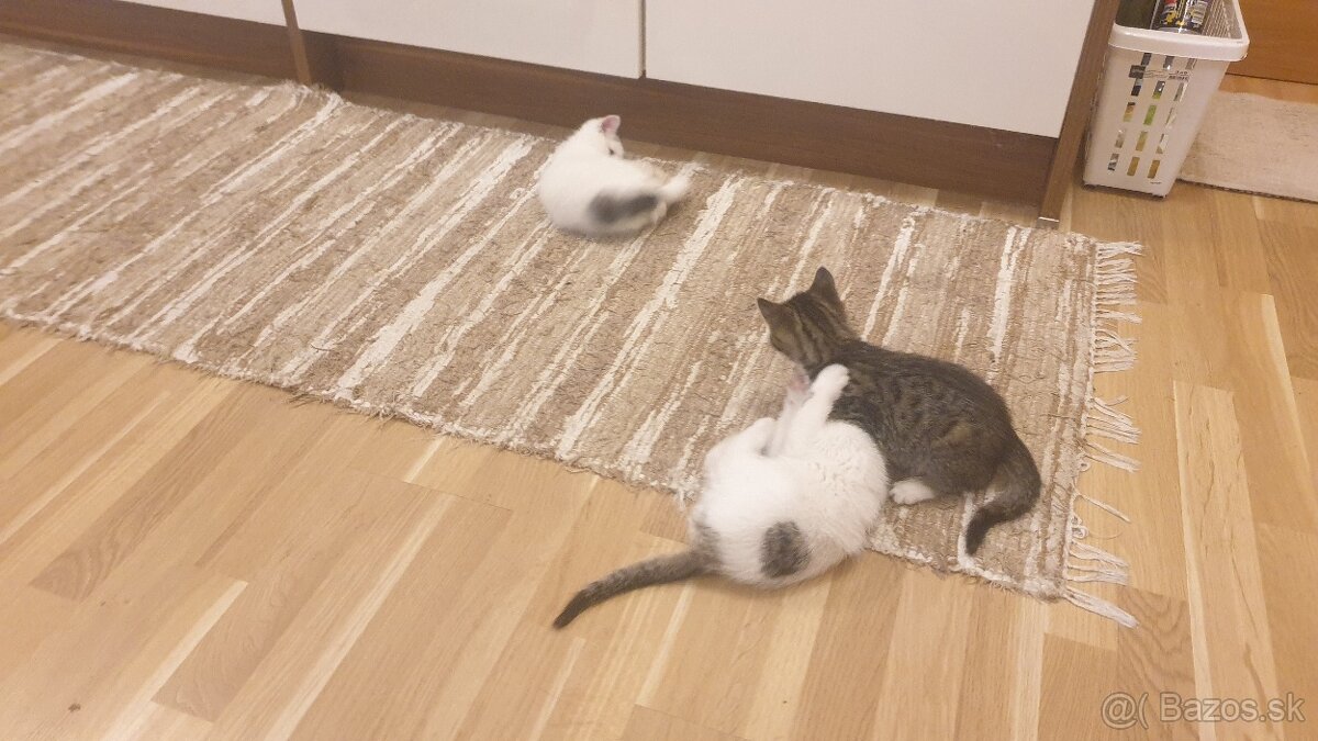 Darujem mačiatka - 2