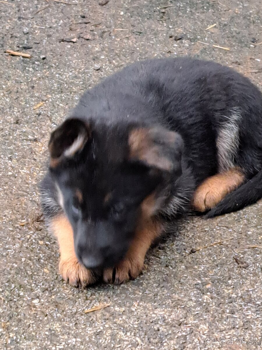 Predám šteniatka nemecký ovčiak - 2