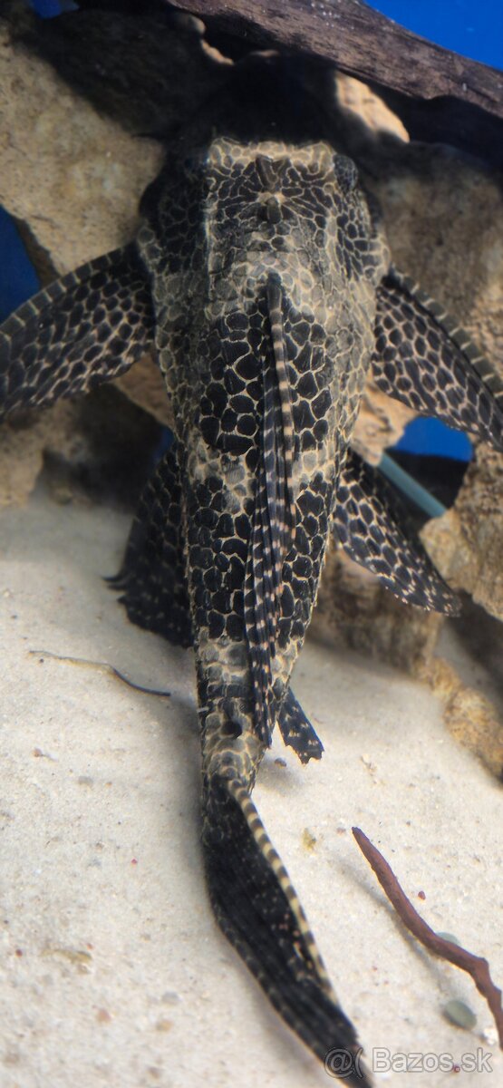 Prísavník gibbiceps - 2