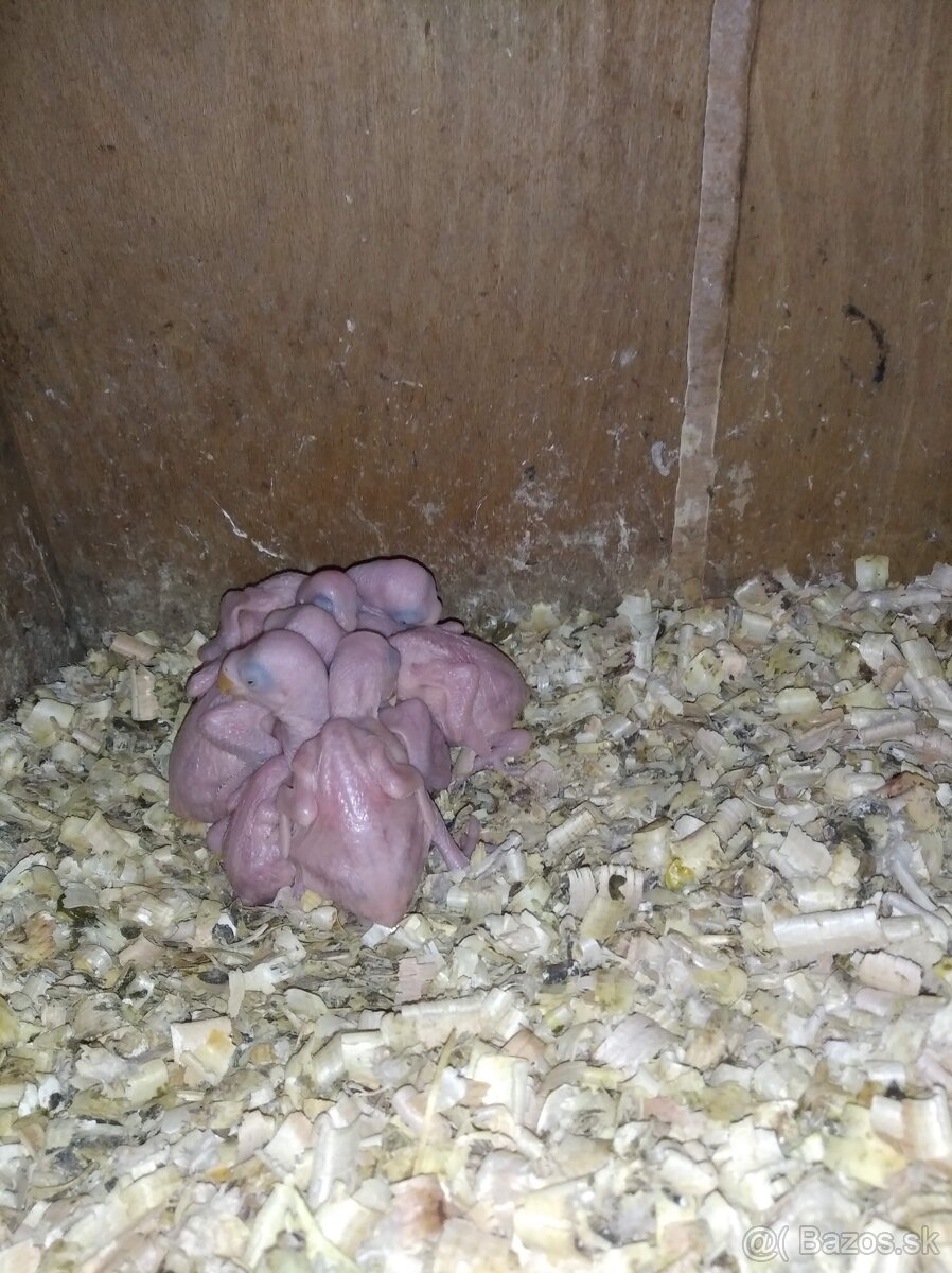 Alexander maly - hlava chvost - 2