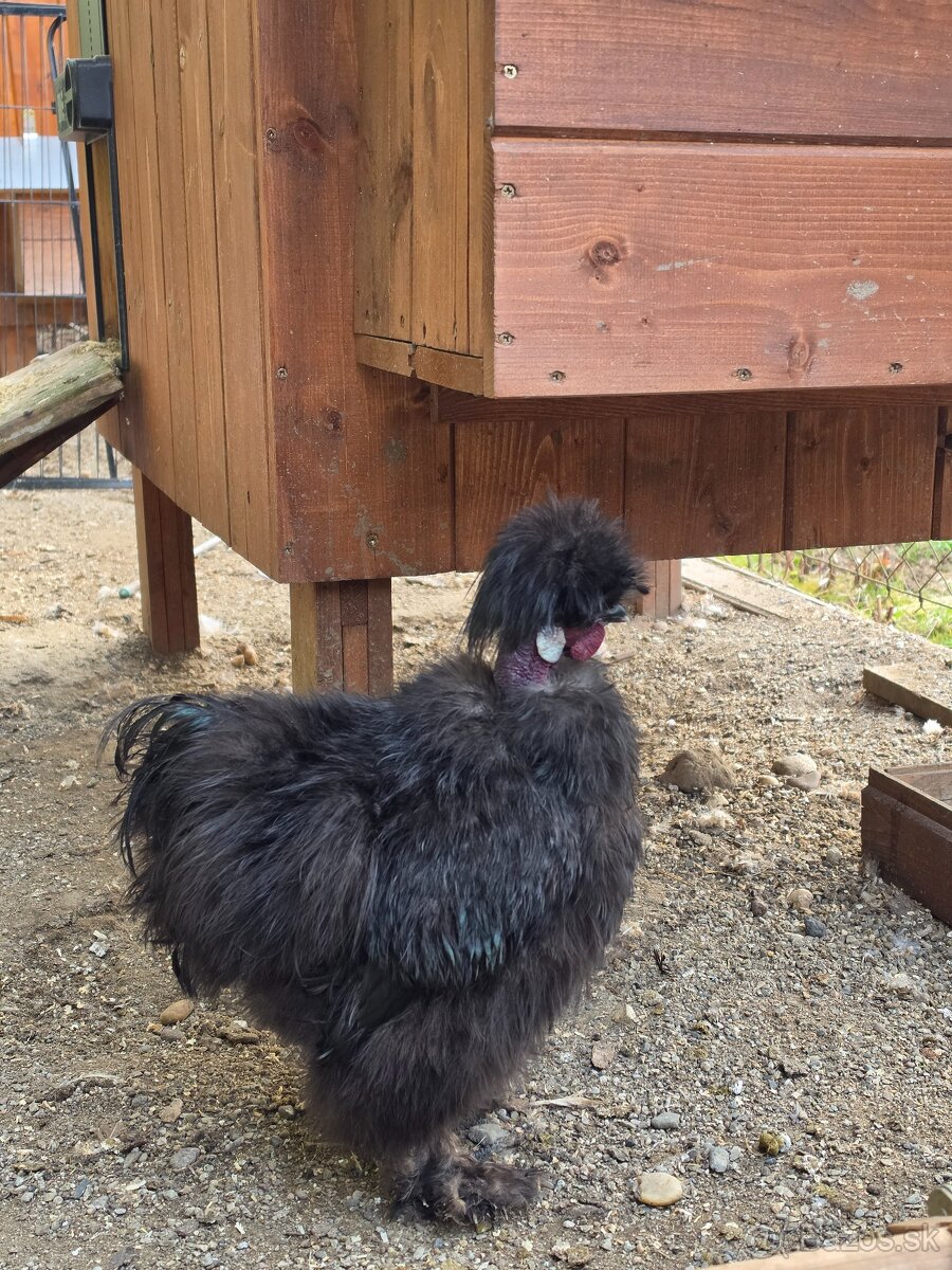 Hodvábničky USA - kohút - 2