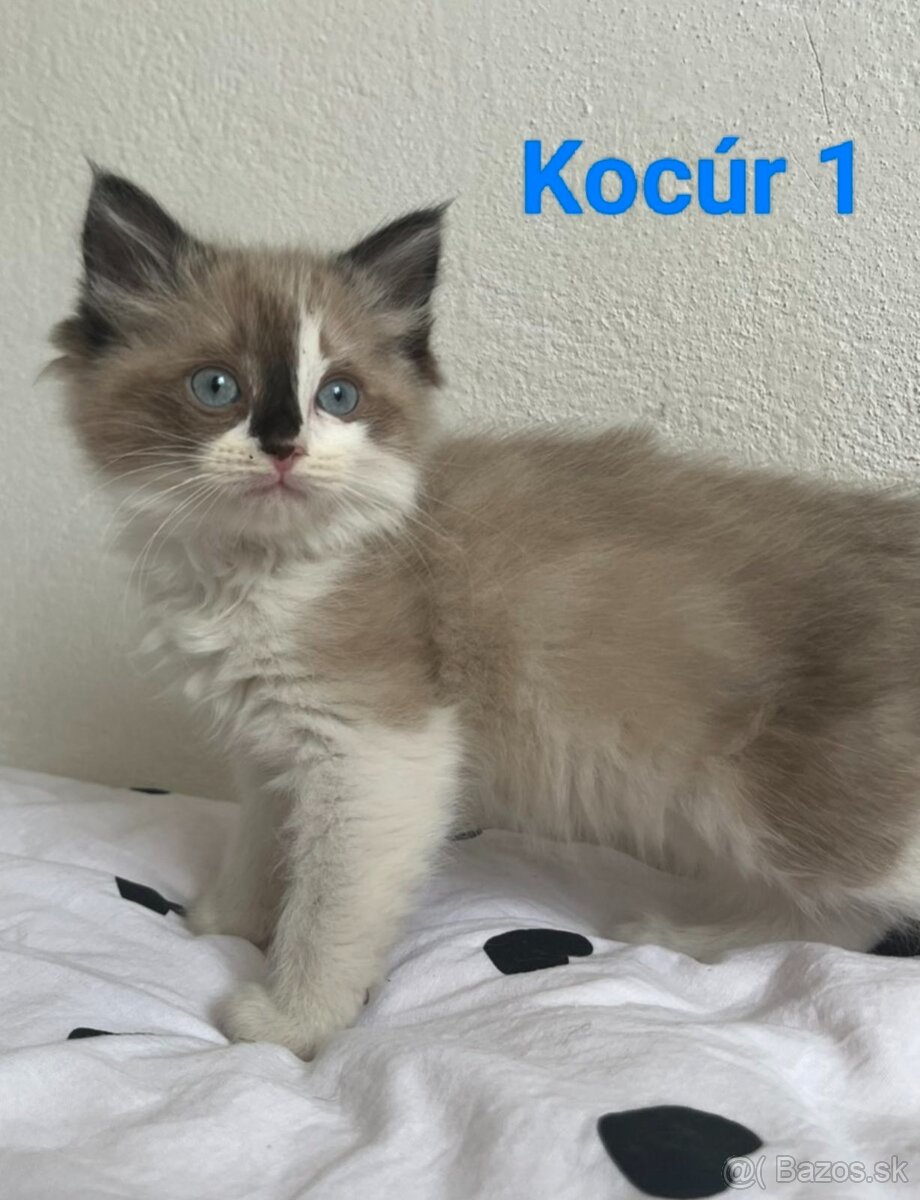 Ragdoll mačiatka - 2