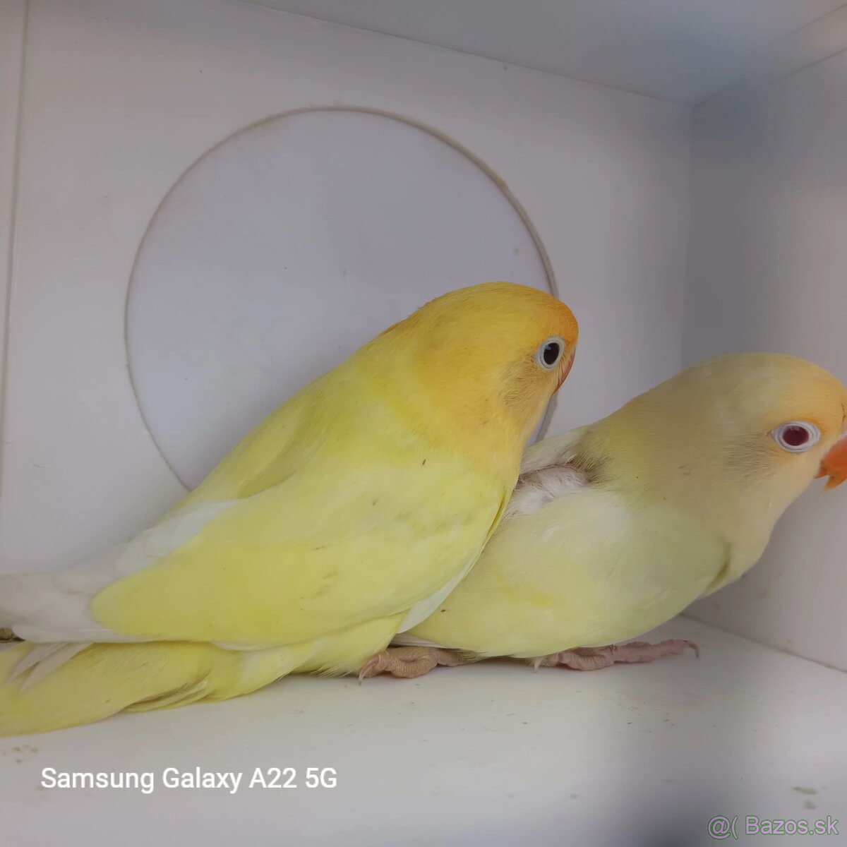 Agapornis fischer tyrkys decino - 2