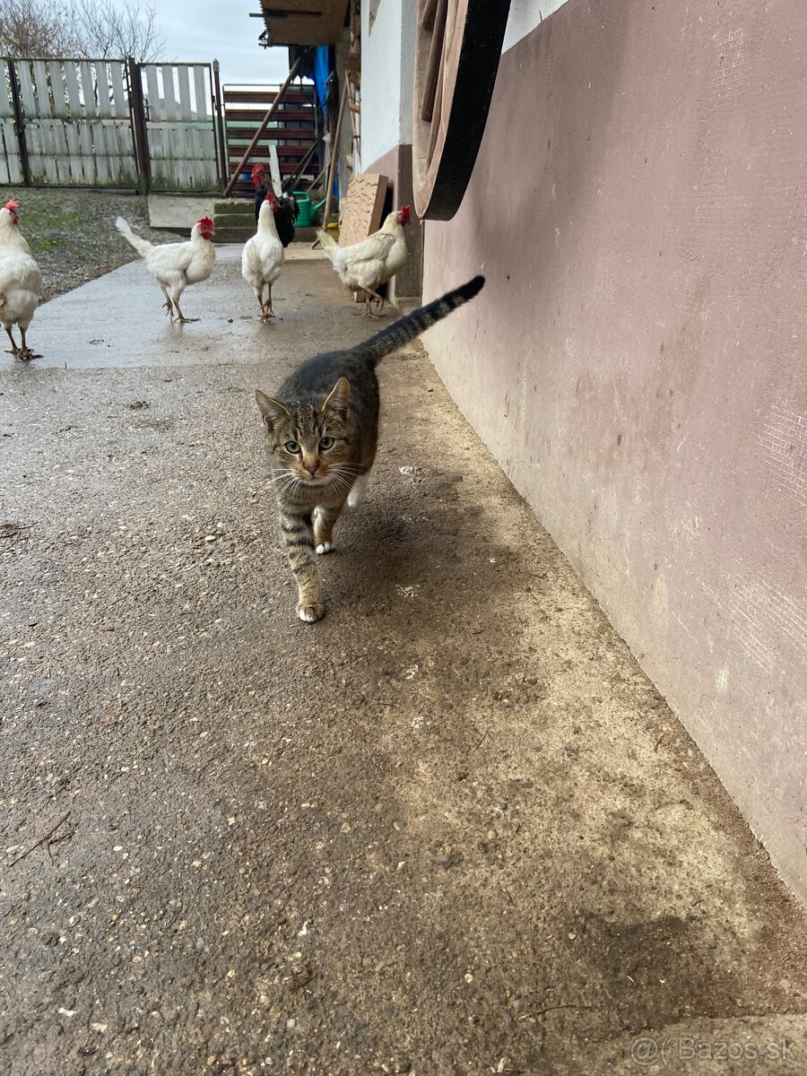 Darujem kocurika - 2
