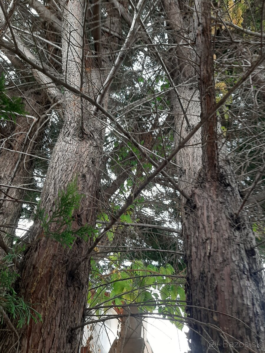 darujem drevo za vypýlenie stromov - 2