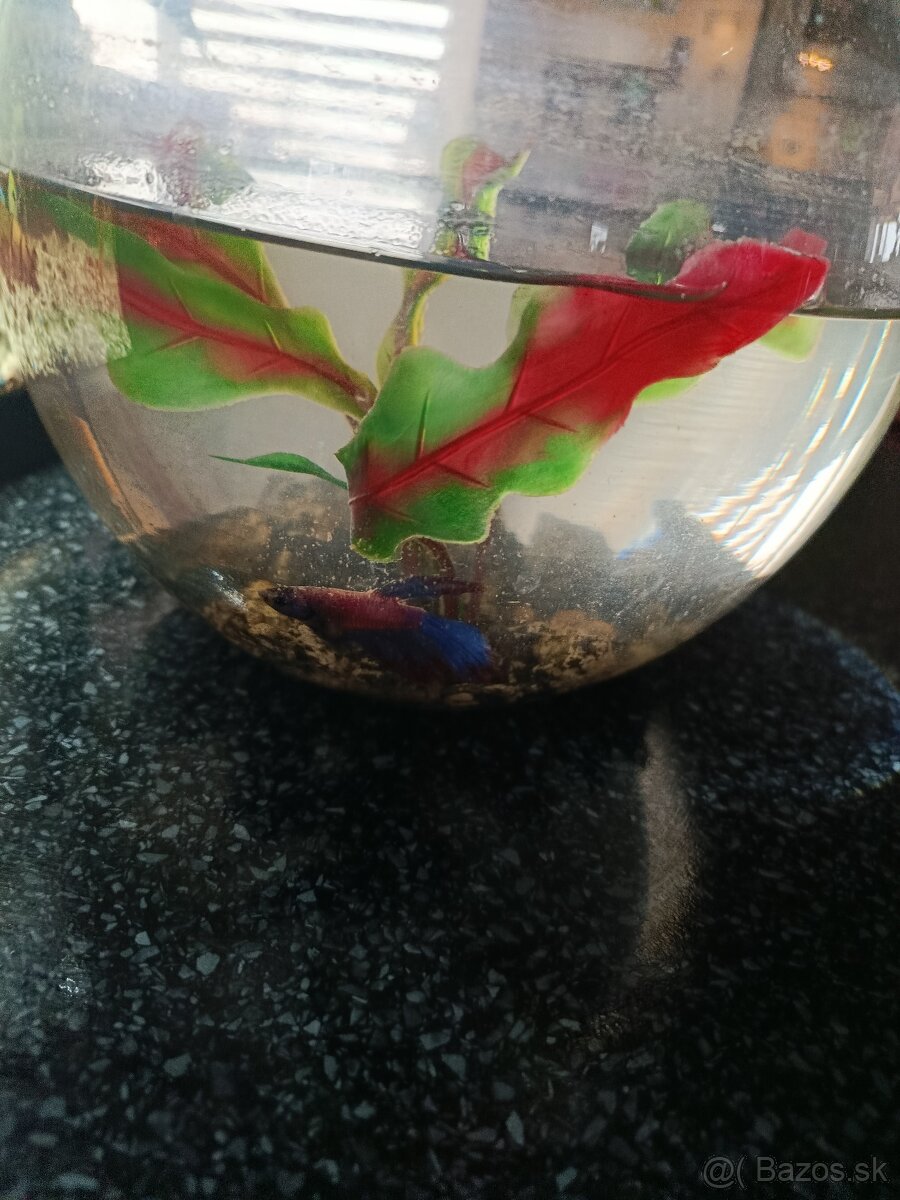 Akvárium a bojovnícu - 2