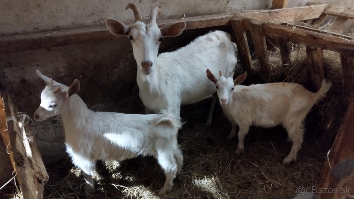 Kozy na chov alebo mäso - 2