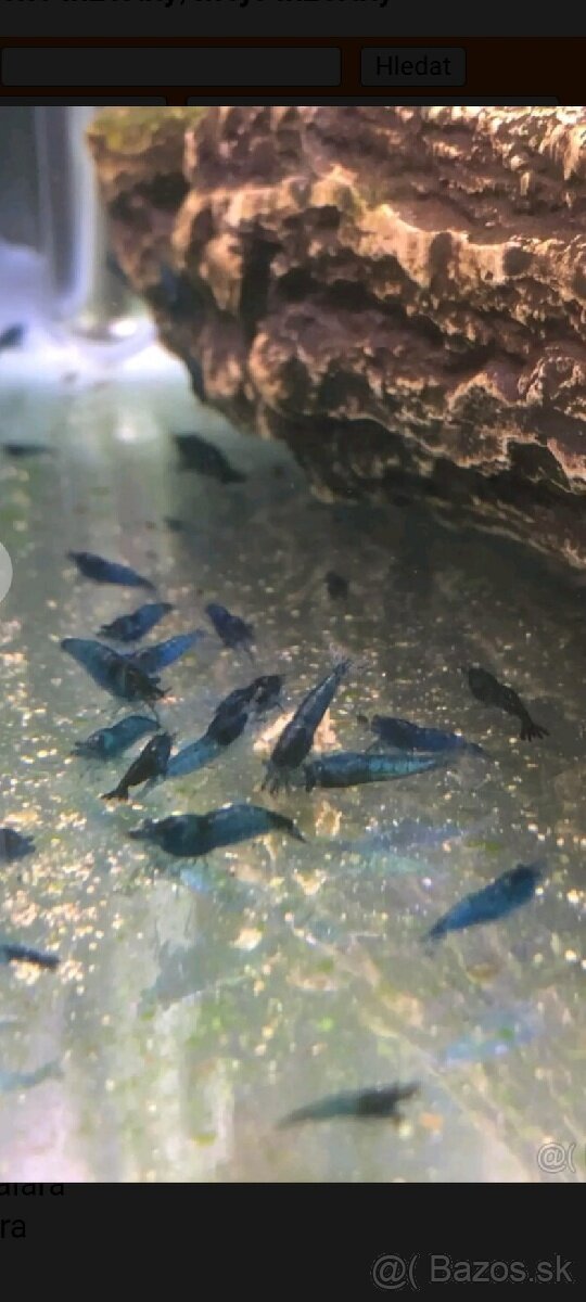 Krevetky modre.Blue Dream - 2