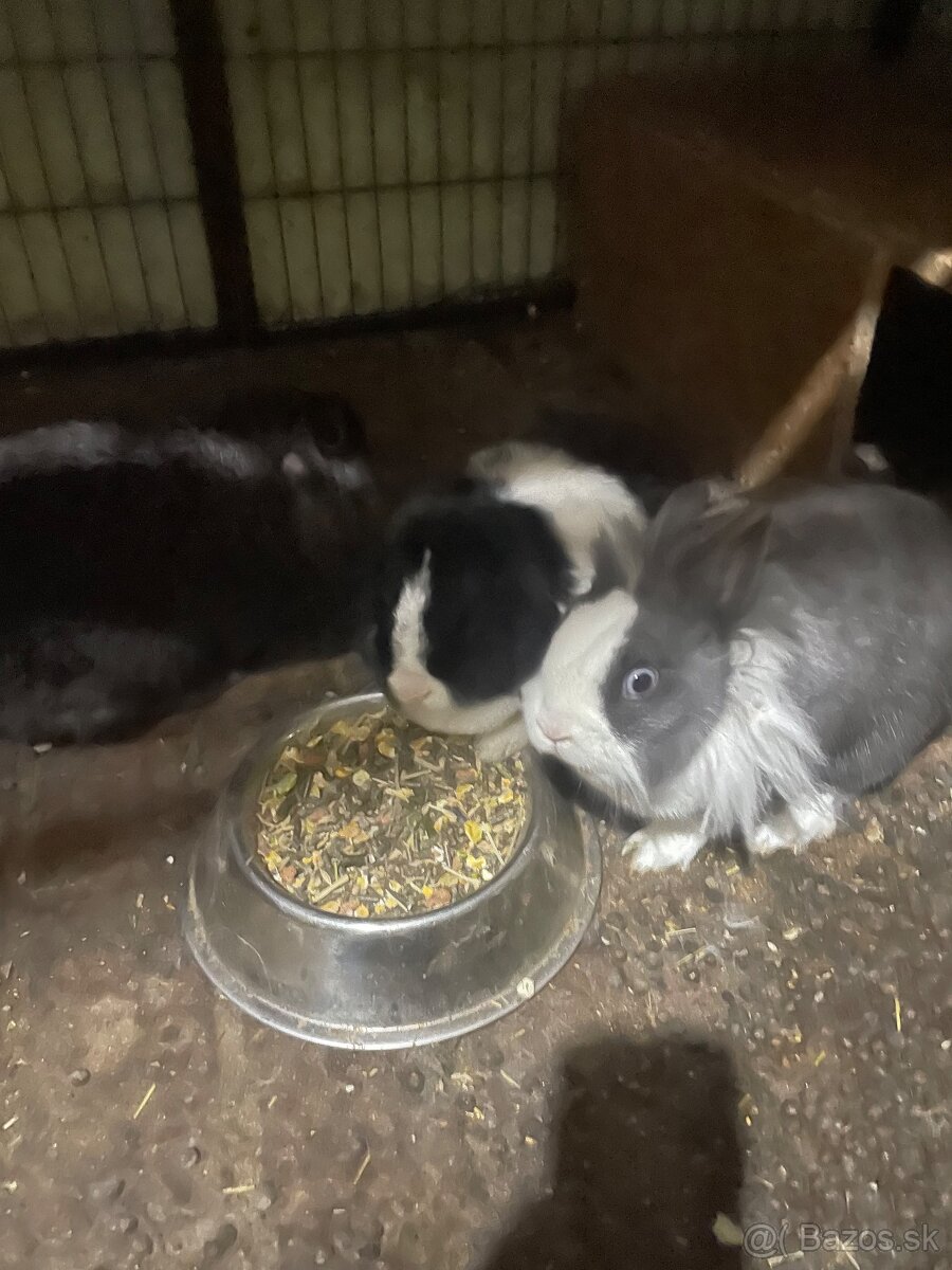 Zakrslé králiky - 2