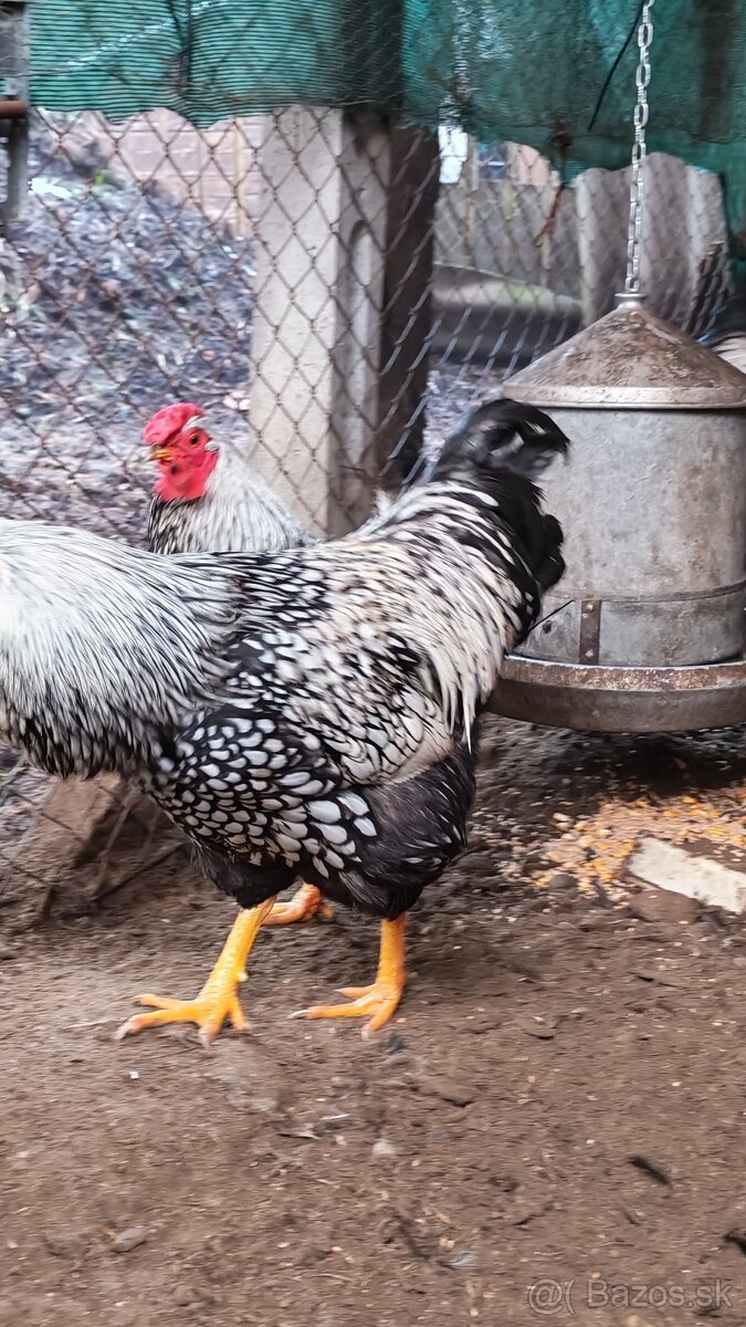 Kohút Wyandotka - 2