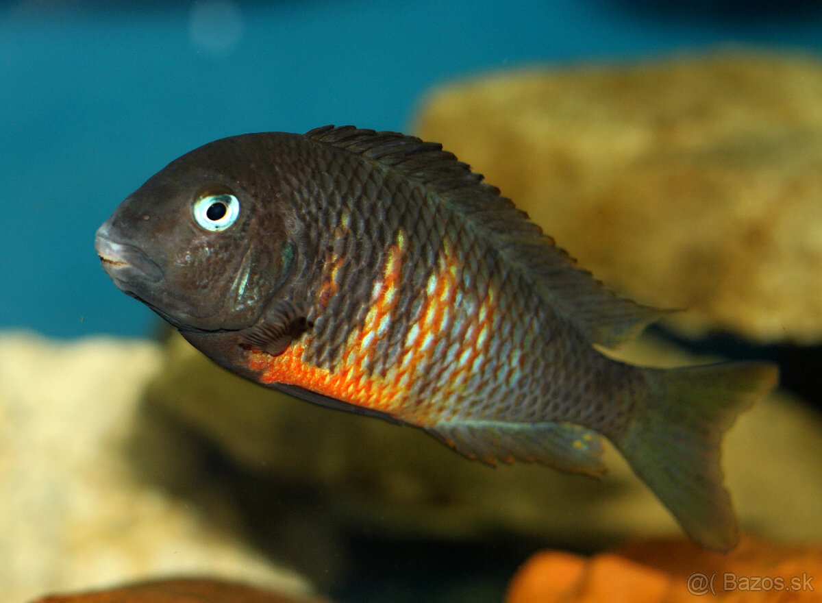 Tropheus ubwari - 2