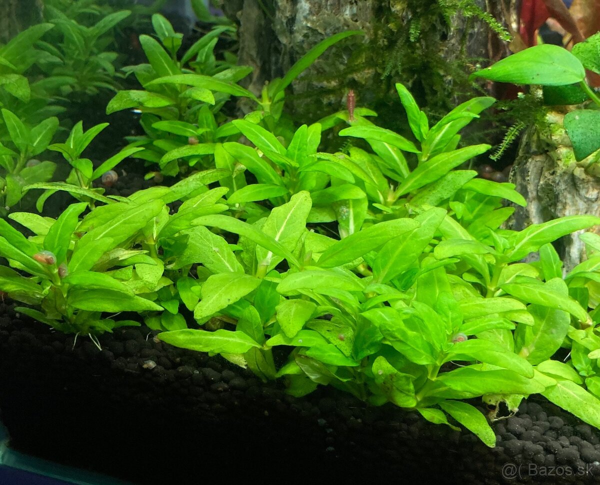 Staurogyne repens - 2