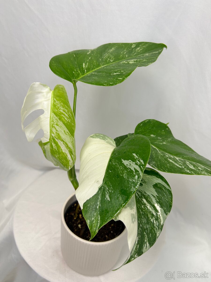 Monstera Deliciosa Albo variegata - 2