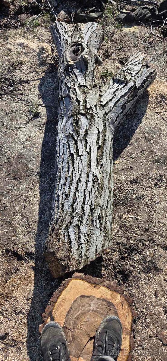 Orechový kmeň - 2