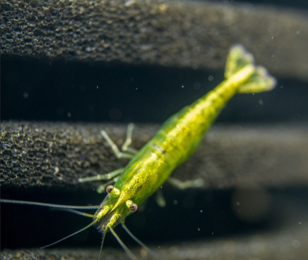 Neocaridina davidi var.green - 2
