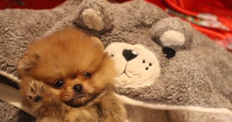 Pomeranian mini Boo - 2