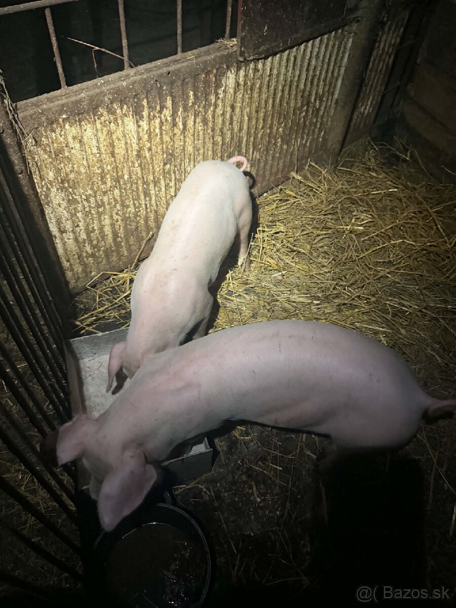 Predám prasiatka 30 kg - 2