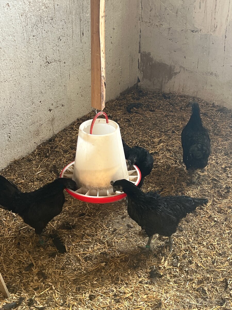 Chovný kmeň Ayam cemani - 2