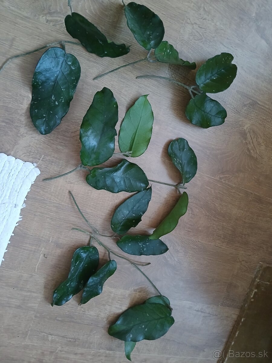 Hoya odrezky - 2