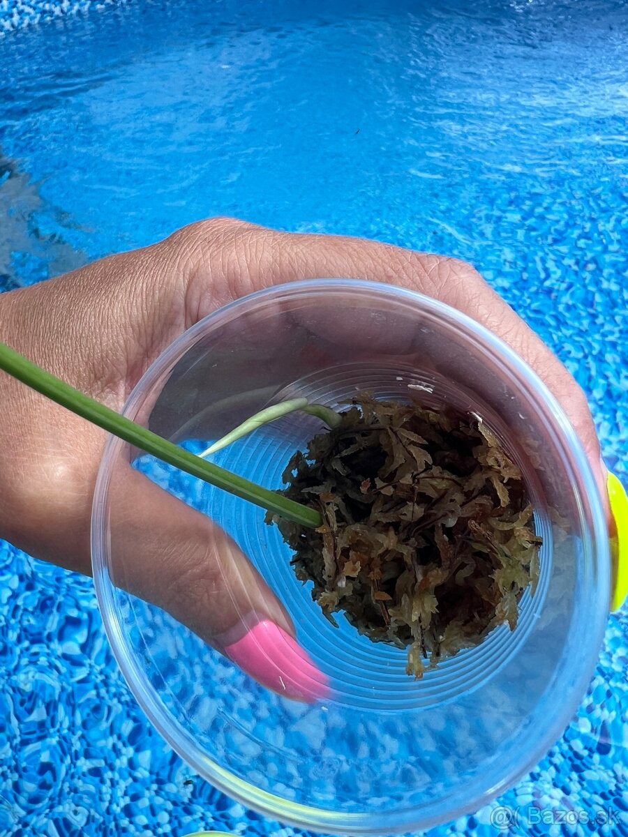 Monstera minima Albo Variegata - 2